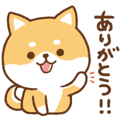 Shiba Inu to use everyday12