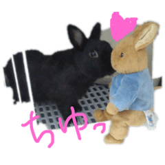 black rabbit_20190129134402