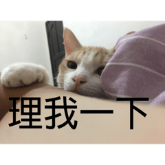 小橘的睡覺特輯