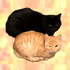 Black cat and Orange tabby cat