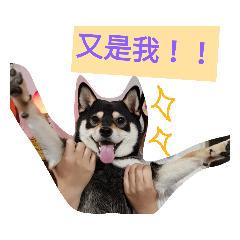 可愛白爛黑柴
貝果耍寶日記