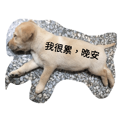 圓仔五個月的生活