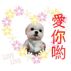 Shin Shin baby dog