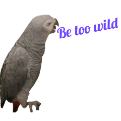 Animal Sticker Parrot English Version