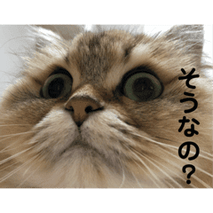 ペルシャのマリン姫 Line スタンプ Line Store ペルシャのマリン姫 Line スタンプ Line Store