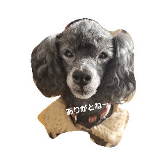 kurumi_20190130191811