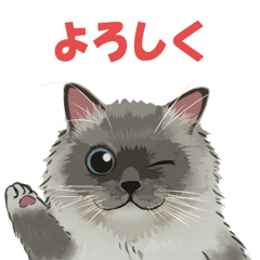 Mofukawa cat ragdoll