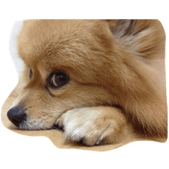 ran_20190113161538
