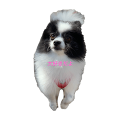 Marble Pomeranian