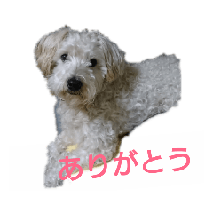 wasabi_20190131150917