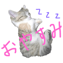 moko_20190130234824