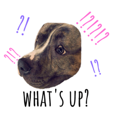 kotemugistamp