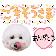 Everyday Bichon Frise (1)