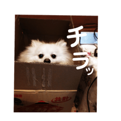 Cookie0110