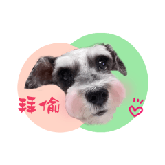 雪納瑞黑妞的日常