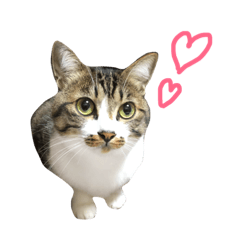 きじしろ猫のごまちゃん2 Line スタンプ Line Store きじしろ猫のごまちゃん2 Line スタンプ Line Store