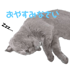 mint_Britishshorthaircat
