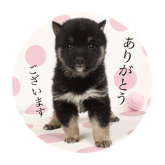 Yoshikawa's house of Taro-kun