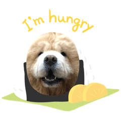 奶油鬆獅犬