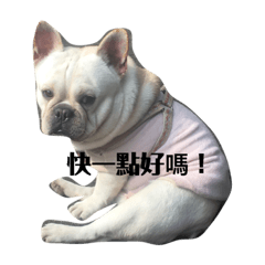 我是糯米豬