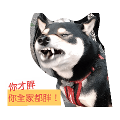 可愛白爛黑柴 貝果天兵日記