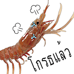 (Animation)Shrimp Thai
