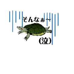 yukio_turtle