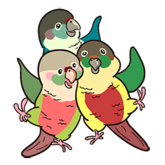 My lovely conures