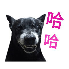 蹦嘎蹦嘎