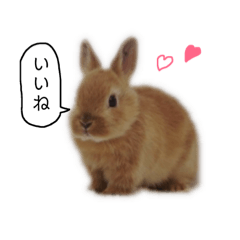 Rabbit...Kinako2
