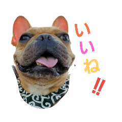 frenchbulldog.kaito