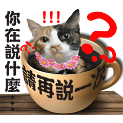 可愛豆花貓咪-日常用語