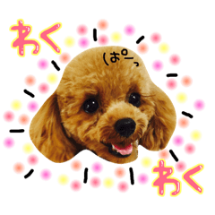 Everyday Toy Poodle(1)