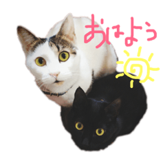 TAKAHASHI'S CATS