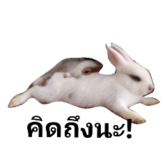 Suthida_20190131153637