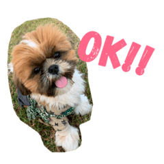 my dogs mi
