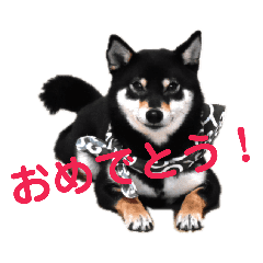 発表 モディッシュ 神の 黒 柴犬 スタンプ 無料 Sunglobal Jp