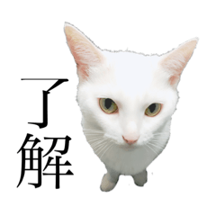White cat by kawaridaneko