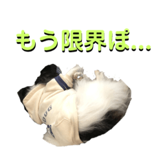 DOG of kurumi