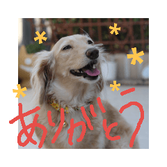 my dog(sara)