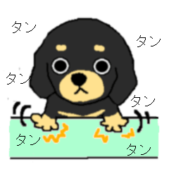 Puppy of Black and Tan3