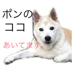 SHERRY_20190202110156