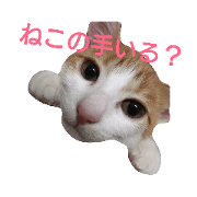 yocchi's cat3