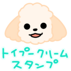 Creamy toy poodle