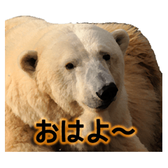 Cute Real Bear Line Stickers Line Store Cute Real Bear Line Stickers Line Store