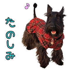 Scottish Terrier Non