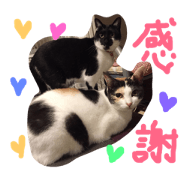 shika_20190201162808