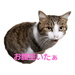 meipuru and shippu