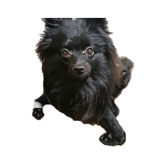 dog_20190203195804