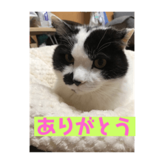 Community Cat Ushiko